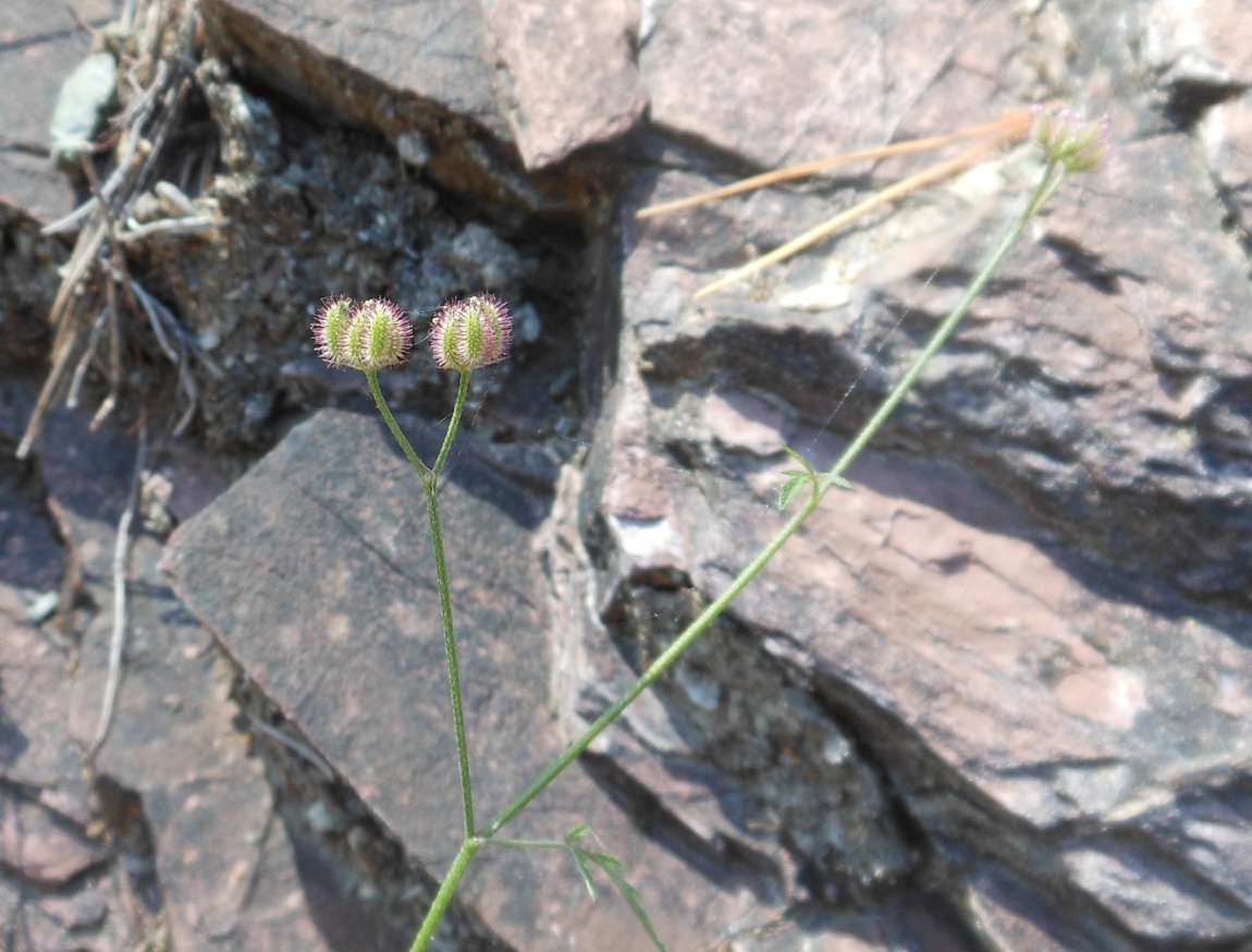 Torilis africana  (=Torilis arvensis subsp. purpurea) / Lappolina purpurea